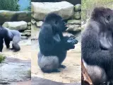Este adorable video muestra a un Silverback Gorilla Bangori disfrutando, jugando bajo la lluvia, salpicando y atrapando gotas de lluvia con su lengua.