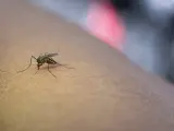Mantén lejos de tu casa a los mosquitos.