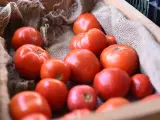 Tomates, una de las mayores fuentes de glutamato en nuestra dieta habitual.