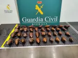 Caracoles aprehendidos en el aeropuerto de Bilbao.