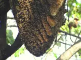 Enjambre abejas