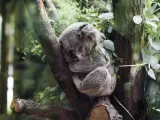 Ver a un koala despierto es prácticamente un milagro. Y es que estos mamíferos son los más dormilones del reino animal, pasando 22 horas diarias en los brazos de Morfeo.