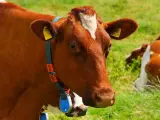 El ganado también necesita un periodo de descanso diario para recuperar la energía, pero en el caso de las vacas es más breve que el de los humanos. Con unas cuatro horas aproximadamente es más que suficiente.