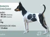 Un gos rater valencià tricolor.