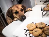 Un perro olisqueando las galletas que reposan en un plato en una mesa.