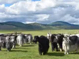 Los yaks pastan en la actual Mongolia.