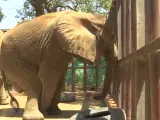 Esta elefanta, llamada Noor Jehan, vive en el zoo Karachi, en Pakistán. Unos vídeos donde aparece golpeándose la cabeza con un árbol y apenas teniéndose en pie son los que han dado la voz de alarma.