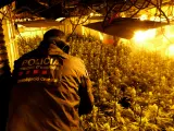 Un Mosso d'Esquadra registrando una plantación de marihuana en la provincia de Girona.