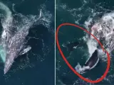 Estas imágenes grabadas el pasado jueves 30 de marzo en la bahía de Monterey (California, EEUU) muestran cómo un grupo de orcas atacan a dos ballenas grises adultas