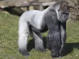 Imagen del gorila Bokito, en su 20 cumpleaños.