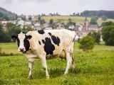 Una vaca pasta en un campo.
