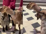 Una cabra 'cantante' se filtra en el coro de una iglesia y causa furor en TikTok