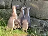 El divertido y sorprendente momento en el que un joven graba a tres pingüinos moviéndose de forma sincronizada