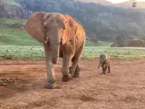 La bebé elefante, en la pradera de Cabárceno