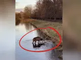 Una vecina de Richmond, un barrio residencial a orillas del río Támesis, ha grabado este divertido momento en el que un ciervo demuestra sus habilidades futbolísticas.