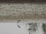 Cigüeñelas, en una laguna desecada en Doñana