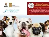 Cartel de la 1ª Jornada de Educación Canina Pinteña