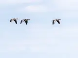 Imagen de archivo de pájaros volando