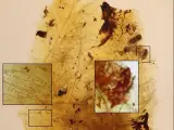 Muda de larvas de escarabajos que se alimentan de plumas de dinosaurio terópodo.