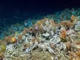 Una expedición científica descubrió un arrecife de coral antiguo y prístino con abundante vida marina en las profundidades de las Islas Galápagos en Ecuador, dijo este lunes el Ministerio de Ambiente del país andino.