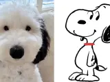 Así es Bayley, el Snoopy de la vida real que causa furor en las redes sociales