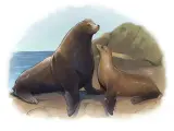 Ilustración de un león marino macho y hembra.