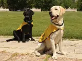 Los perros son entrenados en la instalación de FOPG.