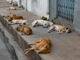 Perros sin due&ntilde;o sesteando en una calle de la India.