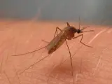 Culex pipiens, mosquito del virus del Nilo Occidental.