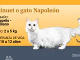 El minuet o gato Napole&oacute;n presenta una gran variedad de colores y patrones.