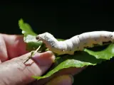 Los gusanos de seda se alimentan principalmente de hojas de morera.