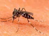 Un mosquito con el virus del dengue.