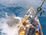 Un tiburón tigre embiste el Kayak de un pescador en la costa de Hawái.