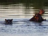 Hipopótamos en el río Kwando, en Namibia.