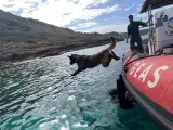 La Guardia Civil incorpora en Baleares a un perro especialista en la búsqueda de personas desaparecidas