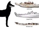 Representación de la mandíbula del lobo etíope