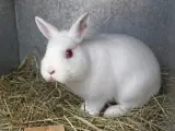 Un conejo albino.
