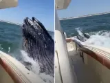 Susto de una ballena a los tripulantes de un barco.