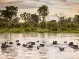 Hipopótamos en el Delta del Okavango.