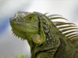 Un ejemplar de iguana verde o iguana común.