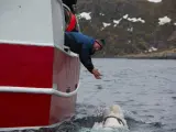 En esta foto tomada en abril de 2019 una beluga encontrada en el Ártico de Noruega nada junto a un barco. Las autoridades noruegas afirman que una beluga avistada por primera vez en el Ártico de Noruega en 2019 con un aparente arnés de fabricación rusa y presuntamente procedente de una instalación militar rusa ha sido avistada frente a la costa occidental de Suecia.