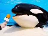 Meme de una orca siendo entrevistada.