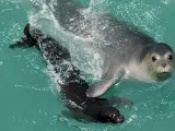 La foca monje, una de las especies más amenazadas de España.