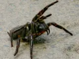 Araña de embudo australiana.