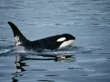 Marcar a las orcas para evitar que choquen contra veleros