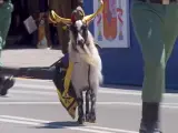 Julio César, la cabra enana del norte de África que ha desfilado en el Día de las Fuerzas Armadas.