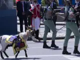 La mascota que ha acompañado a la Legión, de nombre Julio César, ha sido una cabra enana del norte de África.