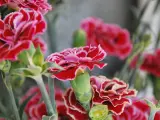 Los claveles son las flores nacionales de España, muy ligadas a nuestro folclore.