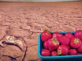 Imagen que ilustra la campaña de Campact para pedir el cese de laventa en Alemania de fresas cultivadas en Doñana.