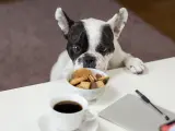 Un perro oliendo unas galletas con chocolate